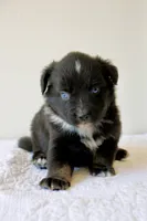 Bentley Blue Eyed Tri, a male Miniature Australian Shepherd for sale in Burkesville, KY – 3 of 9