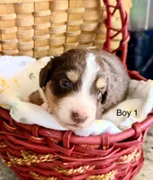 Aussie-Doxie Red Boy, a female Dachshund and Miniature Australian Shepherd for sale in Burkesville, KY – 2 of 7