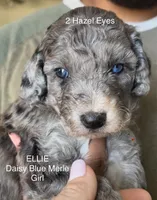 Bella - Special Health Needs, a female Miniature Aussiedoodle for sale in Sacramento, CA – Photo 1 of 5