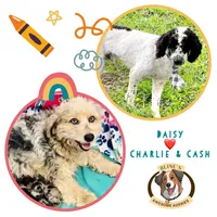 Bella - Special Health Needs, a female Miniature Aussiedoodle for sale in Sacramento, CA – Photo 4 of 5