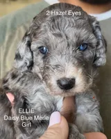 Bella - Special Health Needs, a female Miniature Aussiedoodle for sale in Sacramento, CA – Photo 5 of 5