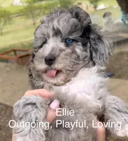 Bella - Special Health Needs, a female Miniature Aussiedoodle for sale in Sacramento, CA – Photo 2 of 5