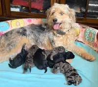 Bella - Special Health Needs, a female Miniature Aussiedoodle for sale in Sacramento, CA – Photo 3 of 5