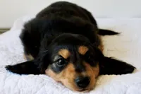 Winnie’s Black & Tan Boy Long-Haired , a male Miniature Dachshund for sale in Burkesville, KY – 3 of 7