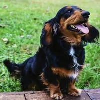 Black & Tan Long-Haired, a  Dachshund and Miniature Dachshund for sale in Burkesville, KY – 7 of 10