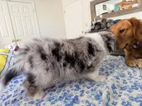 Frankie, a male Miniature Australian Shepherd for sale in Burkesville, KY – 6 of 7