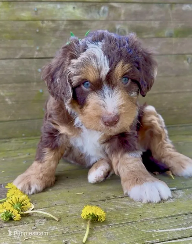 Green Boy, a male Aussiedoodle for sale in Burkesville, KY – Photo 1 of 6