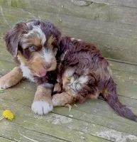 Green Boy, a male Aussiedoodle for sale in Burkesville, KY – Photo 5 of 6