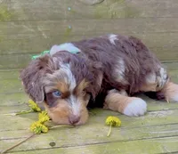 Green Boy, a male Aussiedoodle for sale in Burkesville, KY – Photo 3 of 6