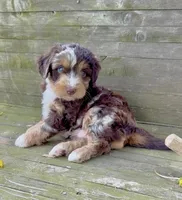 Green Boy, a male Aussiedoodle for sale in Burkesville, KY – Photo 2 of 6
