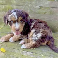 Green Boy, a male Aussiedoodle for sale in Burkesville, KY – Photo 4 of 6