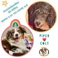 Green Boy, a male Aussiedoodle for sale in Burkesville, KY – Photo 6 of 6