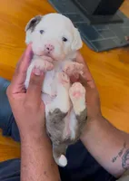 Amelia - Multi Colored Eyes, a female Miniature Aussiedoodle for sale in Sacramento, CA – Photo 3 of 5