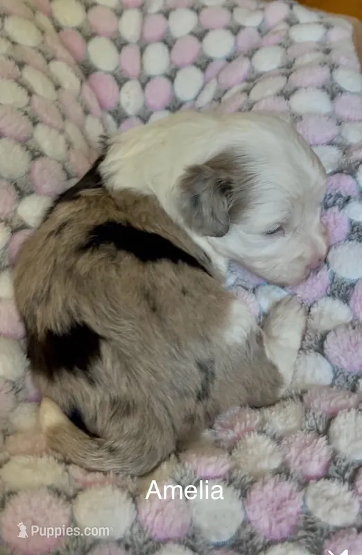 Amelia - Multi Colored Eyes, a female Miniature Aussiedoodle for sale in Sacramento, CA – Photo 1 of 5
