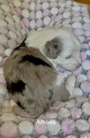 Amelia - Multi Colored Eyes, a female Miniature Aussiedoodle for sale in Sacramento, CA – Photo 1 of 5