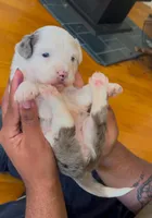 Amelia - Multi Colored Eyes, a female Miniature Aussiedoodle for sale in Sacramento, CA – Photo 2 of 5