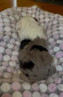 Amelia - Multi Colored Eyes, a female Miniature Aussiedoodle for sale in Sacramento, CA – Photo 5 of 5