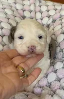 Amelia - Multi Colored Eyes, a female Miniature Aussiedoodle for sale in Sacramento, CA – Photo 4 of 5