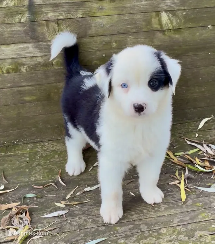 Patch – Australian Shepherd, Miniature Australian Shepherd puppy for sale in Burkesville, KY