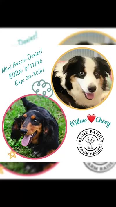 Aussie-Doxie Blk Tri Girl 2, a female Dachshund and Miniature Australian Shepherd for sale in Burkesville, KY – 6 of 6
