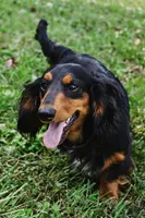 Black & Tan Long-Haired, a  Dachshund and Miniature Dachshund for sale in Burkesville, KY – 9 of 10