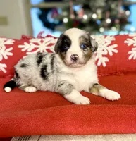 Bella, a female Miniature Australian Shepherd for sale in Sacramento, CA – Photo 2 of 3