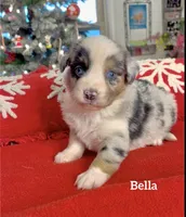 Bella, a female Miniature Australian Shepherd for sale in Sacramento, CA – Photo 3 of 3