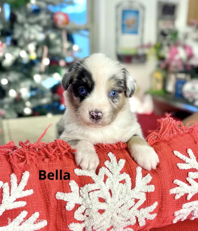Bella
