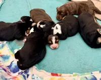 Aussie-Doxie Girl, a female Dachshund and Miniature Australian Shepherd for sale in Burkesville, KY – 6 of 8