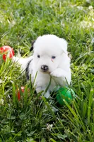 Bernadette - Freckles Blue Merle, a female Miniature Australian Shepherd for sale in Burkesville, KY – 3 of 10