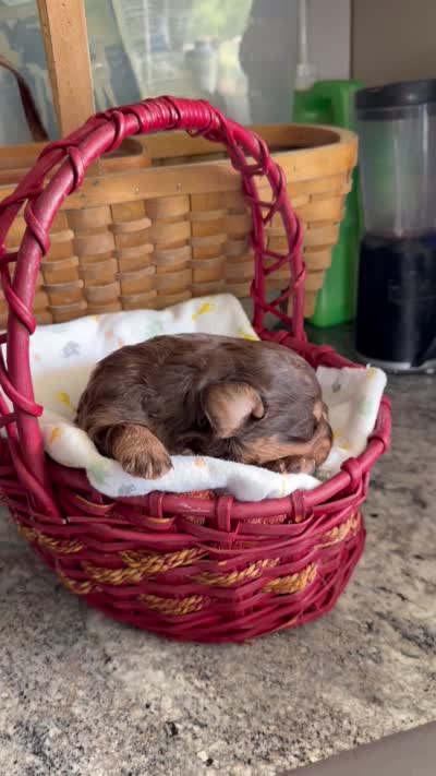 Aussie-Doxie Red Girl with Blue Eyes!, a female Dachshund and Miniature Australian Shepherd for sale in Burkesville, KY – 4 of 5