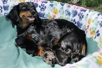 Greta’s Boy 1, a female Miniature Dachshund for sale in Burkesville, KY – 2 of 3