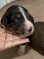 Aussie-Doxie Girl, a female Dachshund and Miniature Australian Shepherd for sale in Burkesville, KY – 4 of 8