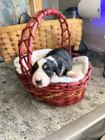 Aussie-Doxie Blk Tri Boy 2, a female Dachshund and Miniature Australian Shepherd for sale in Burkesville, KY – 5 of 6