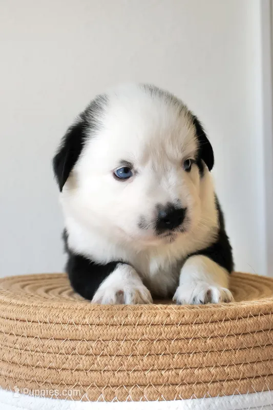 Buddy Blue Eyed Boy – Miniature Australian Shepherd puppy for sale in Burkesville, KY
