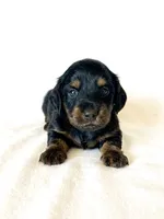 Greta’s Girl, a female Dachshund and Miniature Dachshund for sale in Burkesville, KY – 2 of 5
