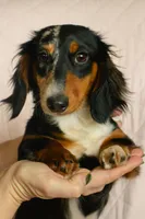 Black & Tan Long-Haired, a  Dachshund and Miniature Dachshund for sale in Burkesville, KY – 3 of 10