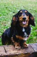 Black & Tan Long-Haired, a  Dachshund and Miniature Dachshund for sale in Burkesville, KY – 8 of 10