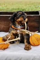Orange Boy, a male Miniature Aussiedoodle for sale in Burkesville, KY – 1 of 6