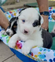 Patch, a male Australian Shepherd for sale in Burkesville, KY – 6 of 7