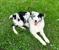 Sally - 2 Blue Eyes with Tail!, a female Miniature American Shepherd for sale in Sacramento, CA – Photo 4 of 4