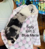 Sally - 2 Blue Eyes with Tail!, a female Miniature American Shepherd for sale in Sacramento, CA – Photo 1 of 4