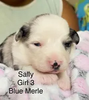 Sally - 2 Blue Eyes with Tail!, a female Miniature American Shepherd for sale in Sacramento, CA – Photo 2 of 4