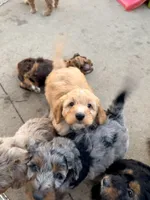 Henry, a male Aussiedoodle and Miniature Aussiedoodle for sale in Burkesville, KY – Photo 5 of 9