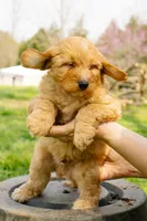 Henry, a male Aussiedoodle and Miniature Aussiedoodle for sale in Burkesville, KY – Photo 2 of 9