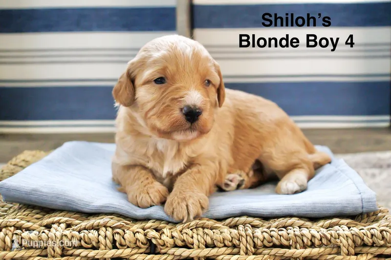 Shiloh’s Blonde Boy, a male Aussiedoodle for sale in Sacramento, CA – Photo 1 of 3