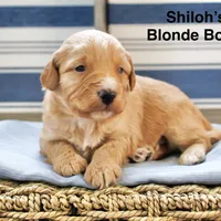Shiloh’s Blonde Boy, a male Aussiedoodle for sale in Burkesville, KY – Photo 1 of 3