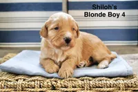 Shiloh’s Red Merle Boy, a female Aussiedoodle for sale in Sacramento, CA – Photo 4 of 5