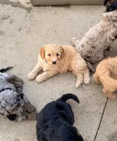 Henry, a male Aussiedoodle and Miniature Aussiedoodle for sale in Burkesville, KY – Photo 6 of 9