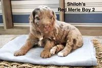 Shiloh’s Red Merle Boy, a female Aussiedoodle for sale in Sacramento, CA – Photo 2 of 5